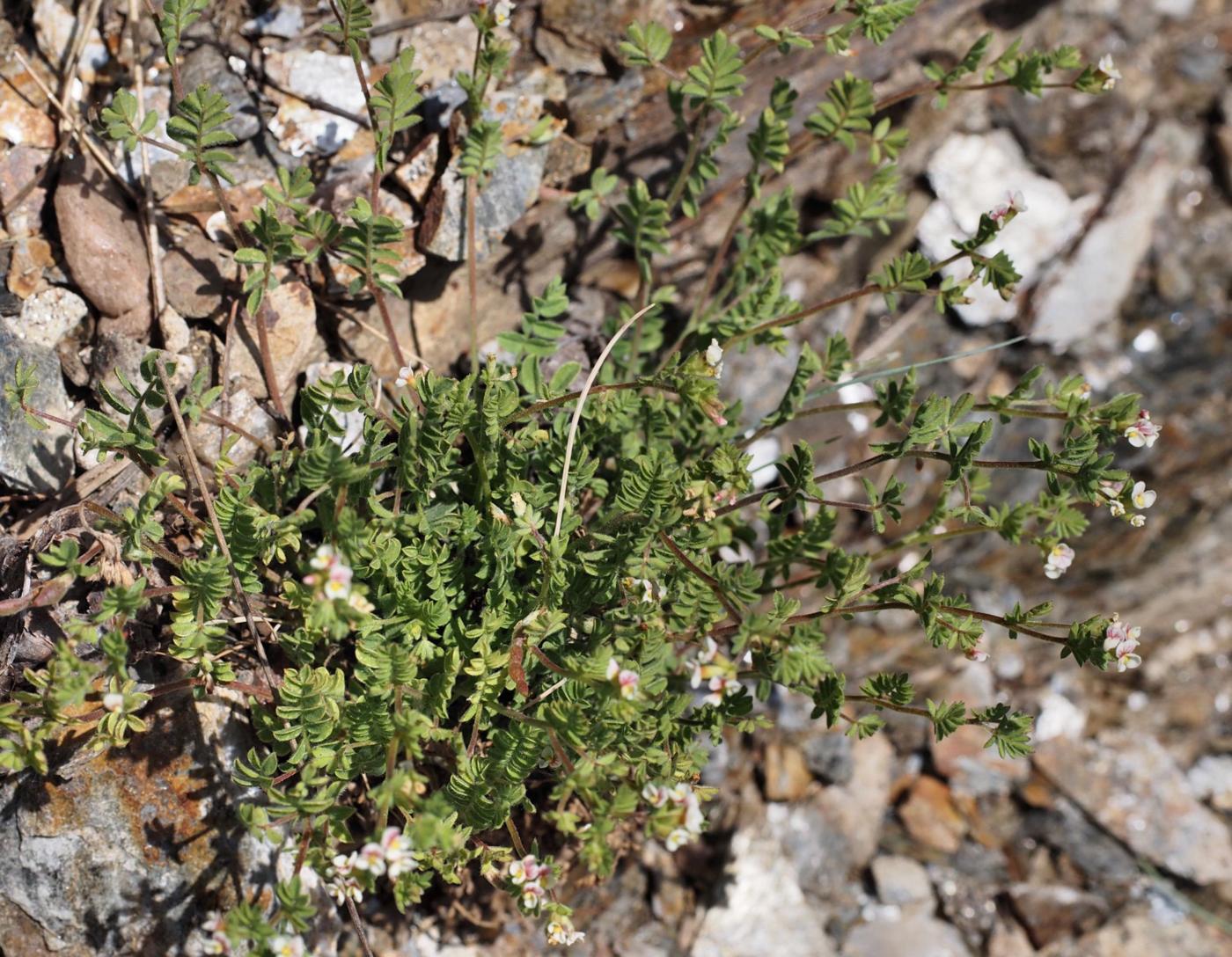 Bird's-foot plant